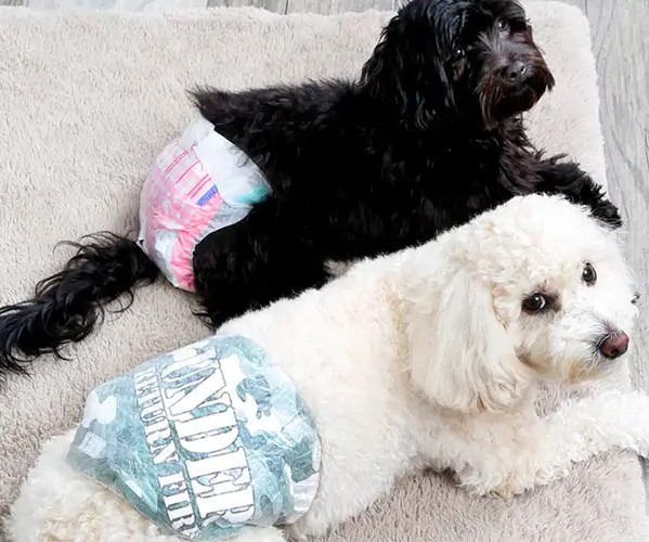 Pet Care